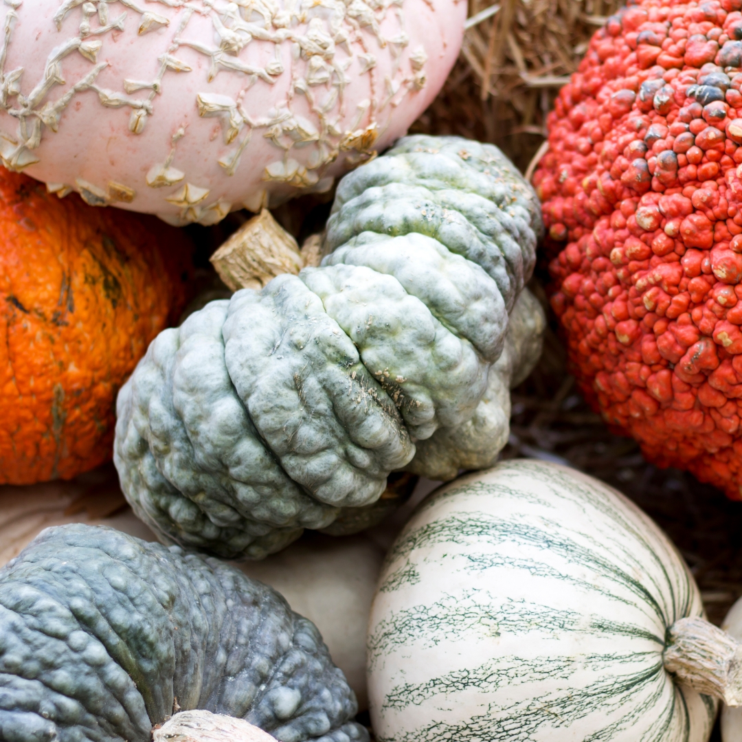Heirloom pumpkins of various colors and textures.
